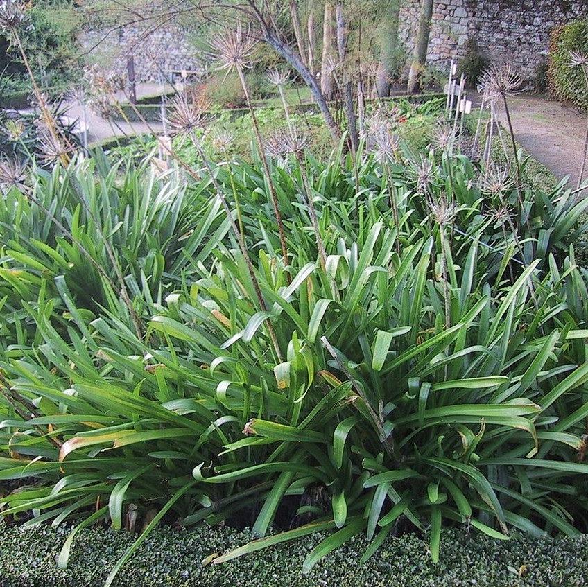 Agapanthus praecox 'Blue' ~ African Blue Lily-ServeScape