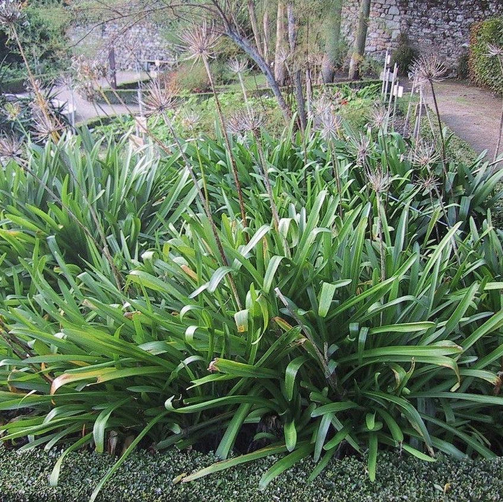 Agapanthus praecox 'Blue' ~ African Blue Lily-ServeScape