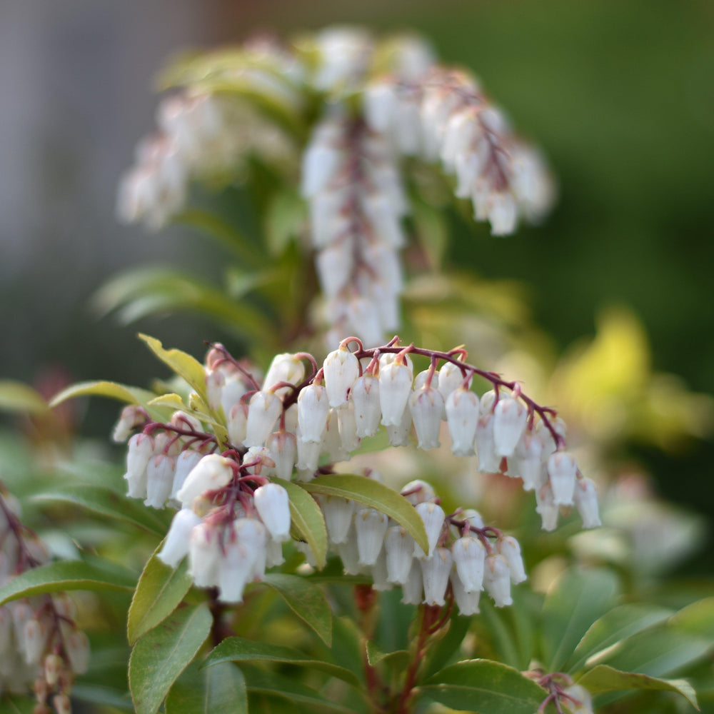 Agarista populifolia 'Taylor's Treasure' ~ Leprechaun™ Florida Leucothoe-ServeScape