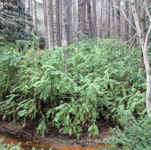 Agarista populifolia ~ Florida Leucothoe-ServeScape