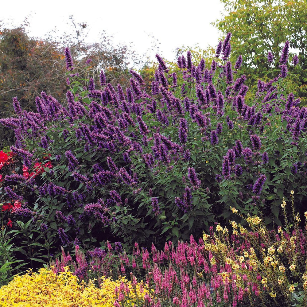 Agastache 'Blue Boa' ~ Hyssop, Hummingbird Mint-ServeScape