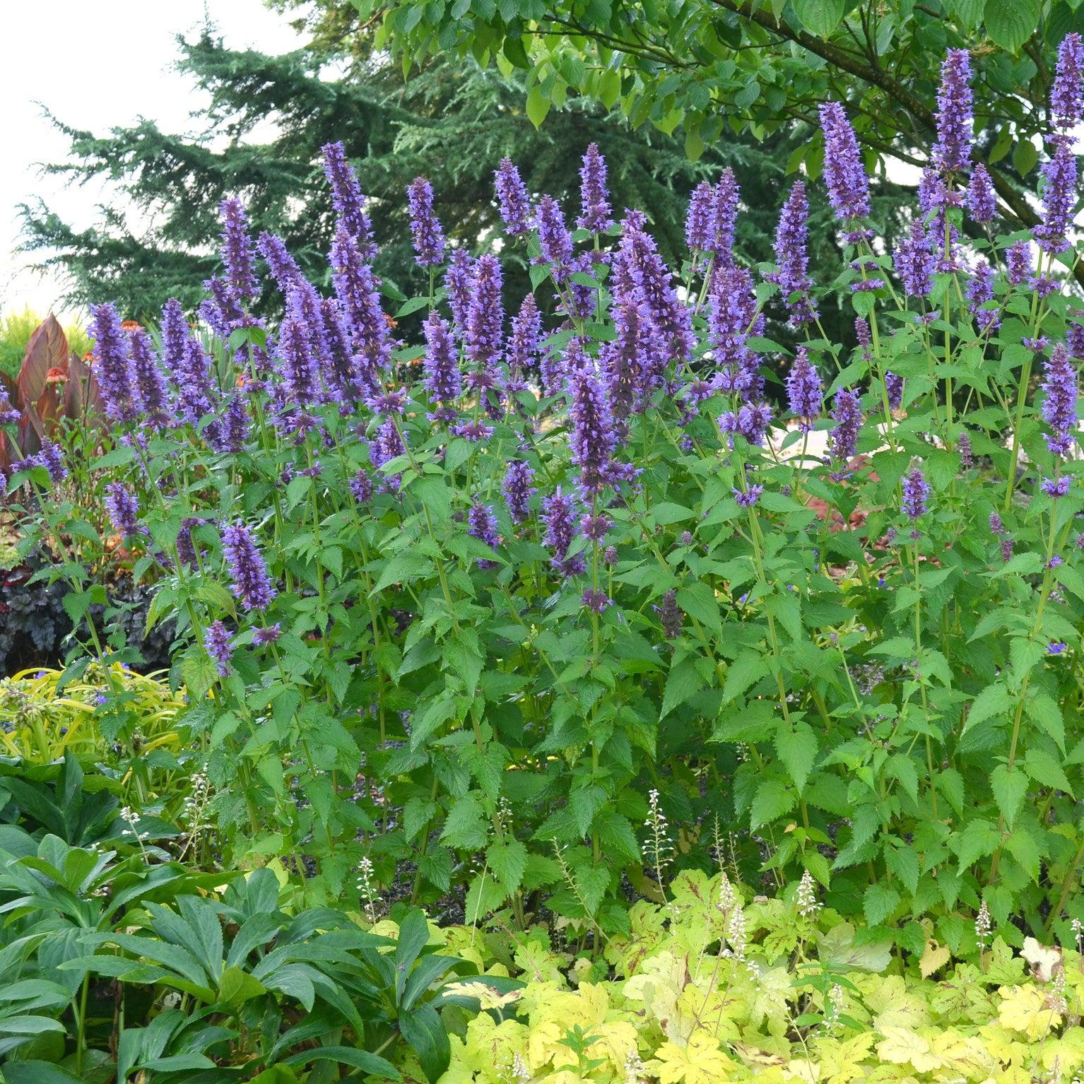 Agastache 'Blue Boa' ~ Hyssop, Hummingbird Mint-ServeScape