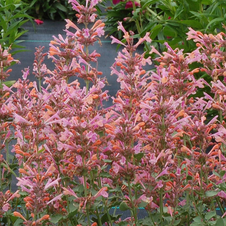 Agastache 'Kudos Ambrosia' ~ Kudos™ Ambrosia Hummingbird Mint, Hyssop-ServeScape