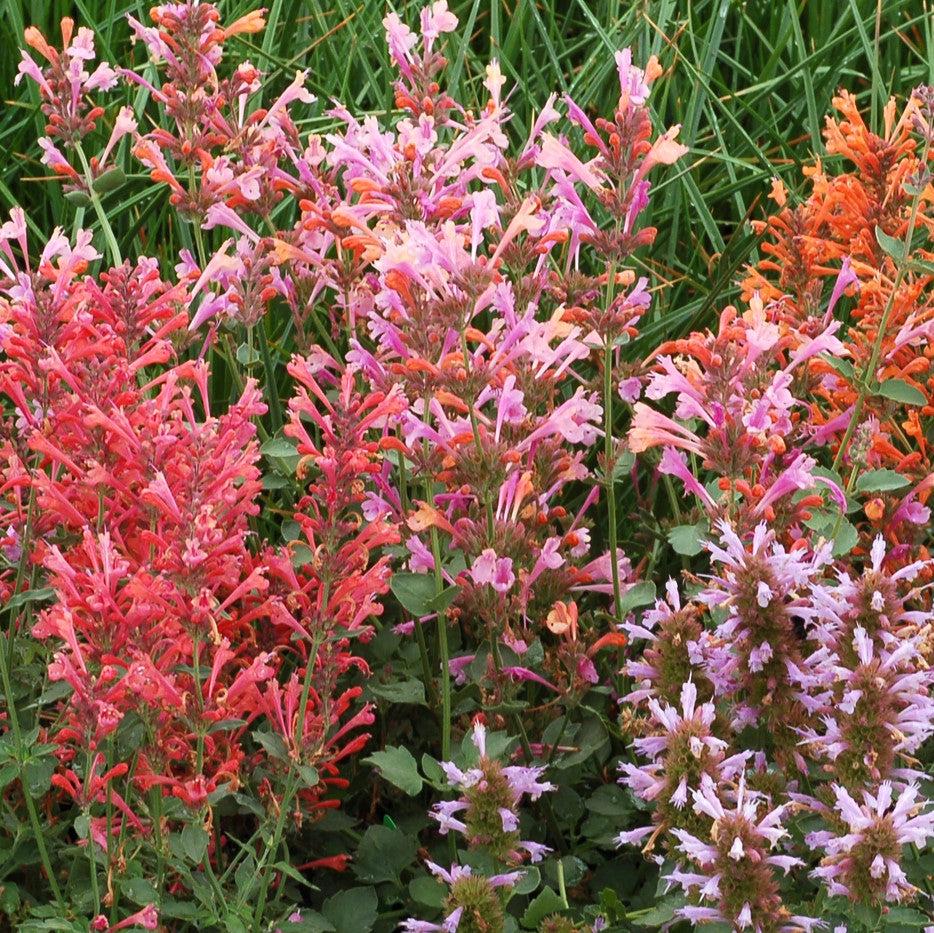 Agastache 'Kudos Ambrosia' ~ Kudos™ Ambrosia Hummingbird Mint, Hyssop-ServeScape