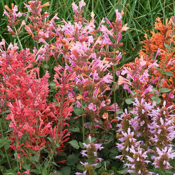 Agastache 'Kudos Ambrosia' ~ Kudos™ Ambrosia Hummingbird Mint, Hyssop-ServeScape