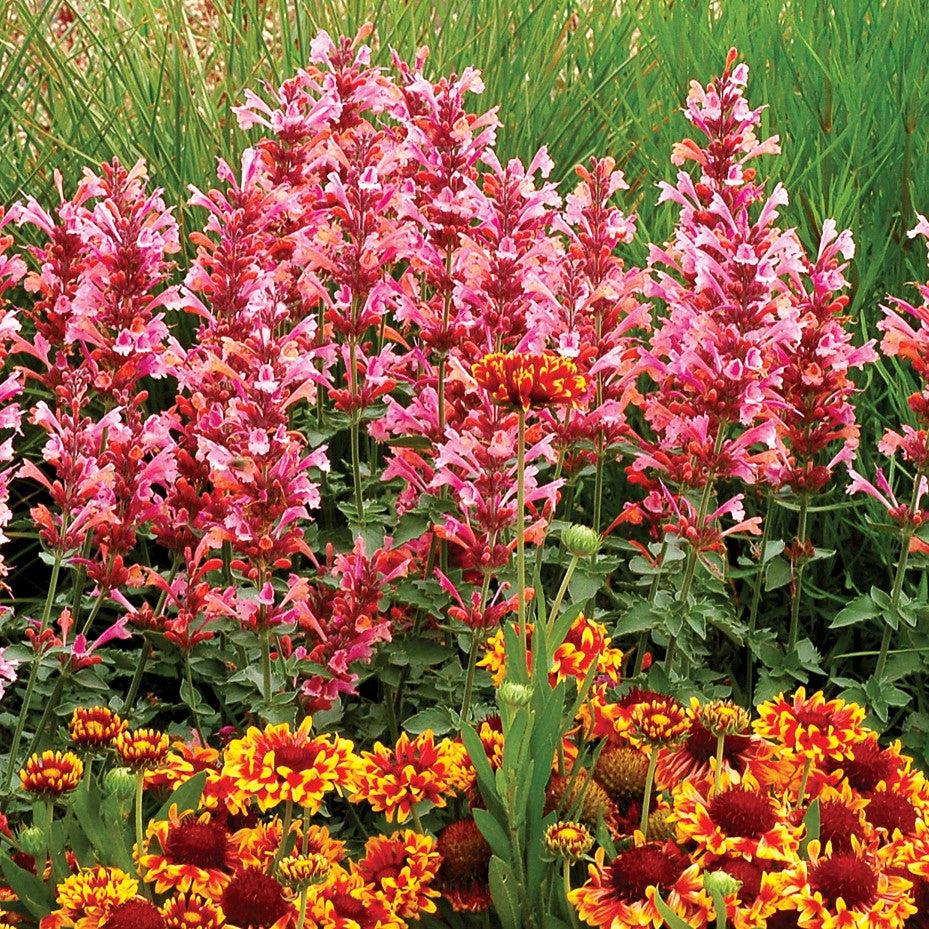 Agastache 'Kudos Ambrosia' ~ Kudos™ Ambrosia Hummingbird Mint, Hyssop-ServeScape