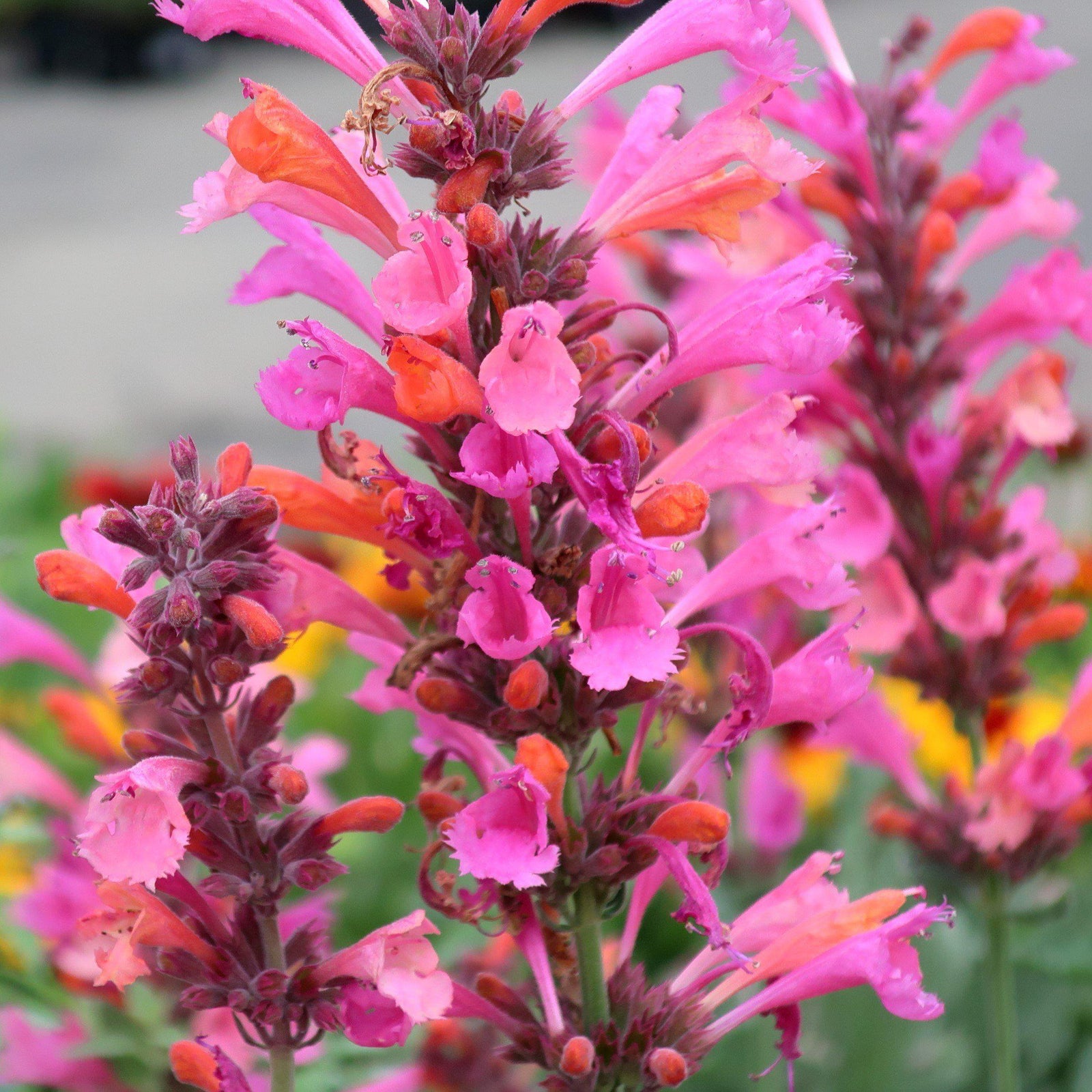Agastache 'Kudos Ambrosia' ~ Kudos™ Ambrosia Hummingbird Mint, Hyssop - Delivered By ServeScape