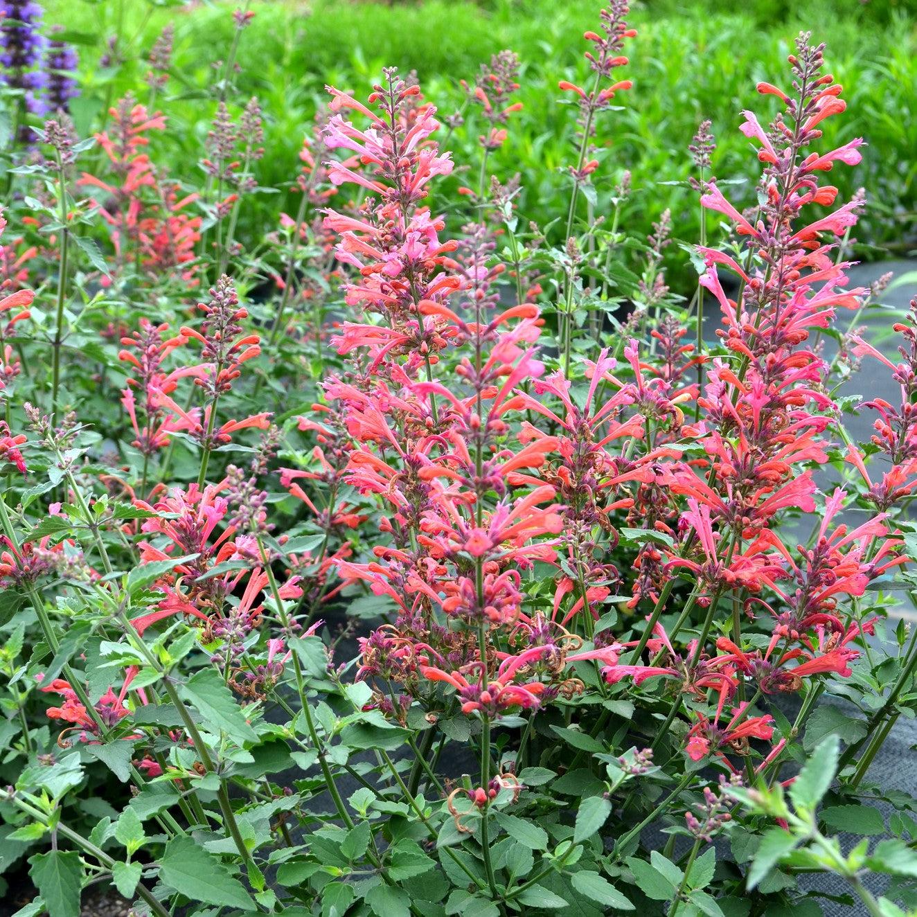Agastache ‘Kudos Coral’ ~ Kudos™ Coral Hummingbird Mint, Hyssop-ServeScape