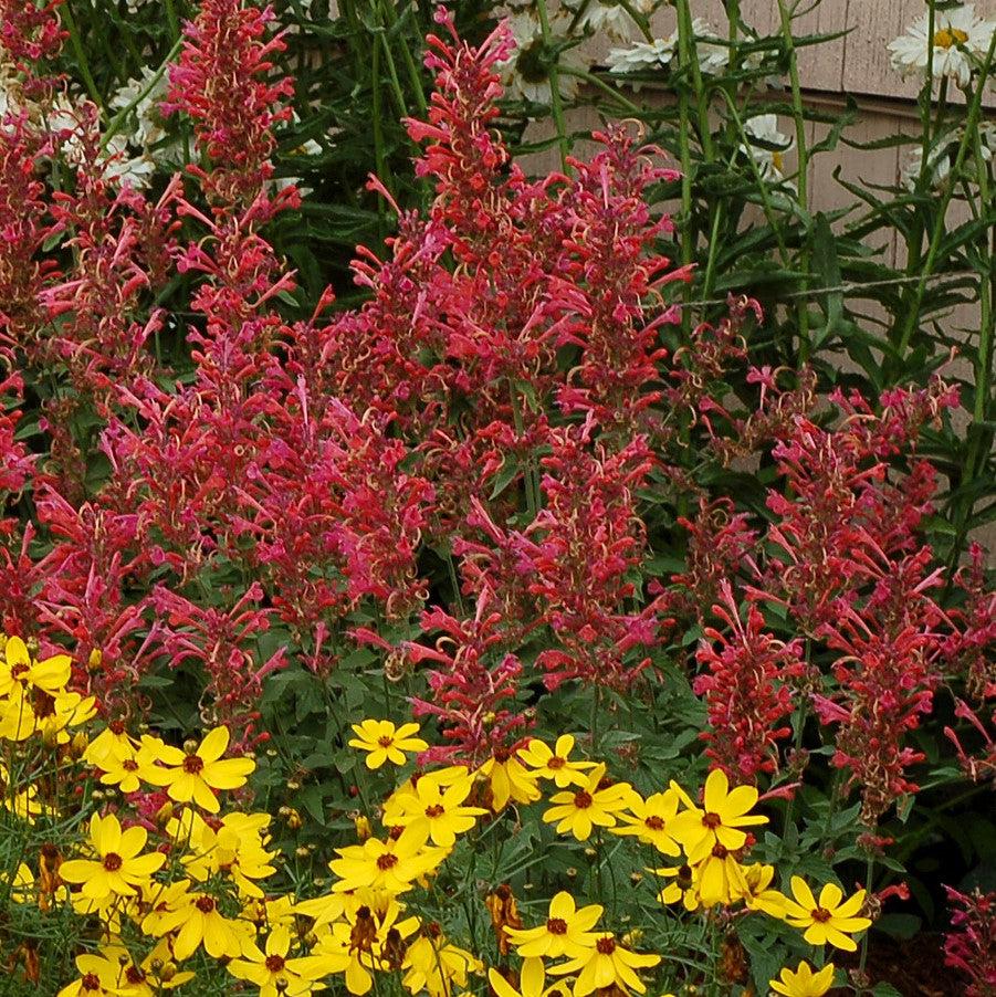 Agastache ‘Kudos Coral’ ~ Kudos™ Coral Hummingbird Mint, Hyssop-ServeScape