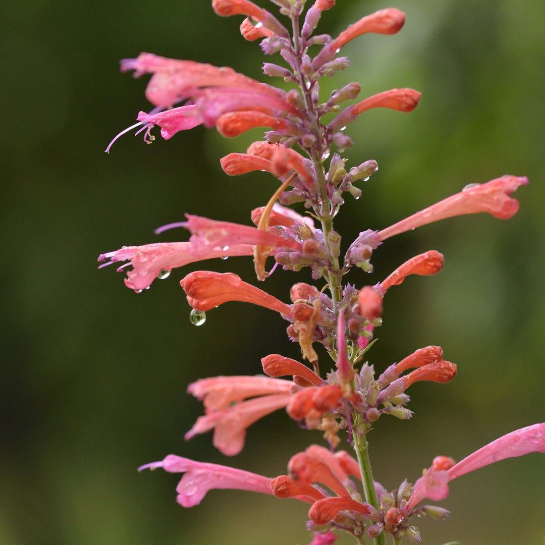 Agastache ‘Kudos Coral’ ~ Kudos™ Coral Hummingbird Mint, Hyssop-ServeScape