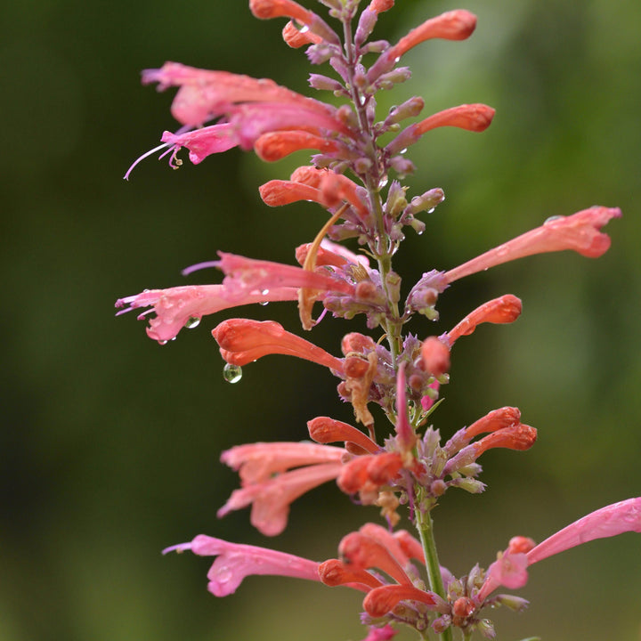 Agastache ‘Kudos Coral’ ~ Kudos™ Coral Hummingbird Mint, Hyssop-ServeScape