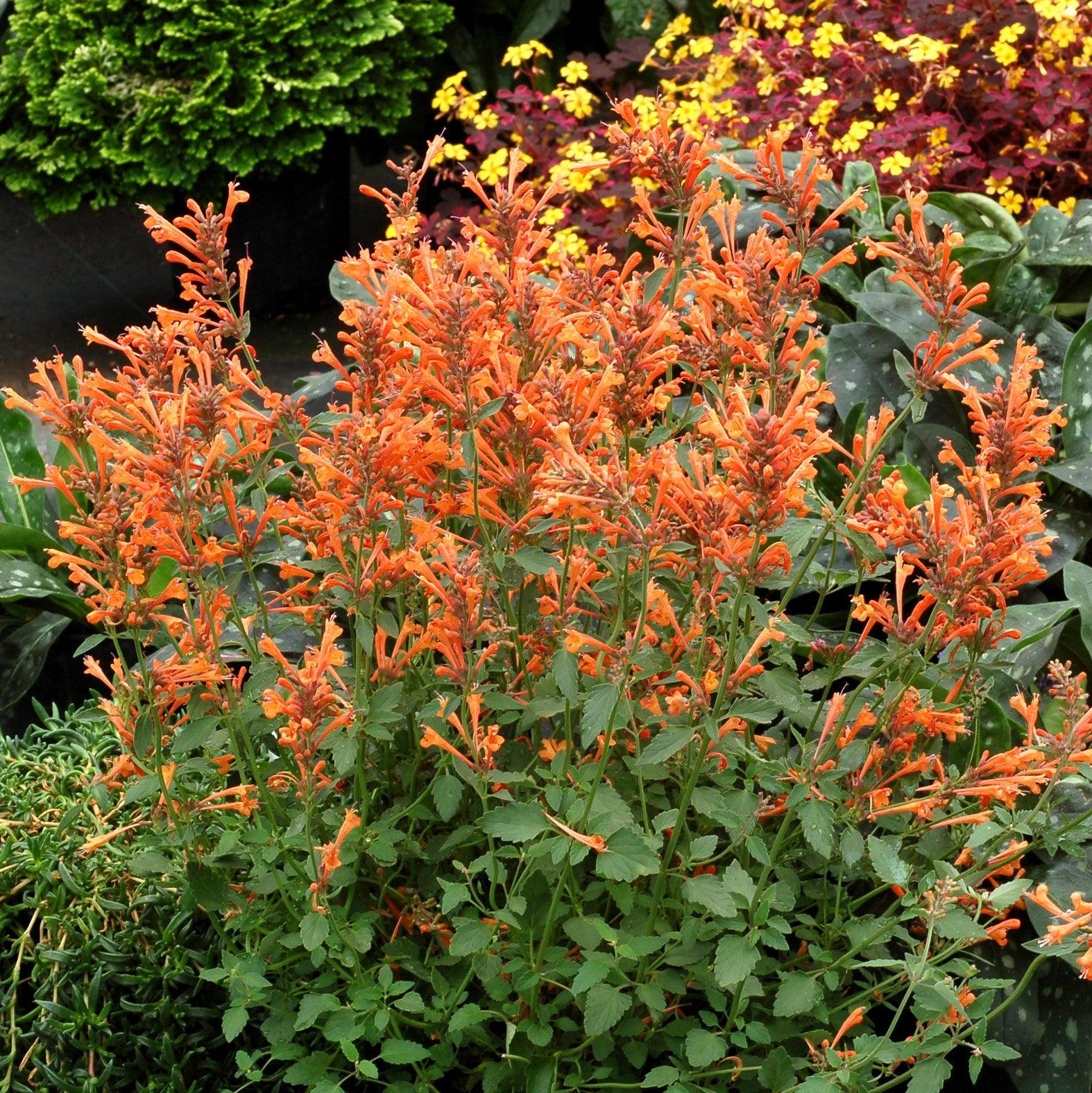 Agastache ‘Kudos Mandarin’ ~ Kudos™ Mandarin Hummingbird Mint, Hyssop-ServeScape
