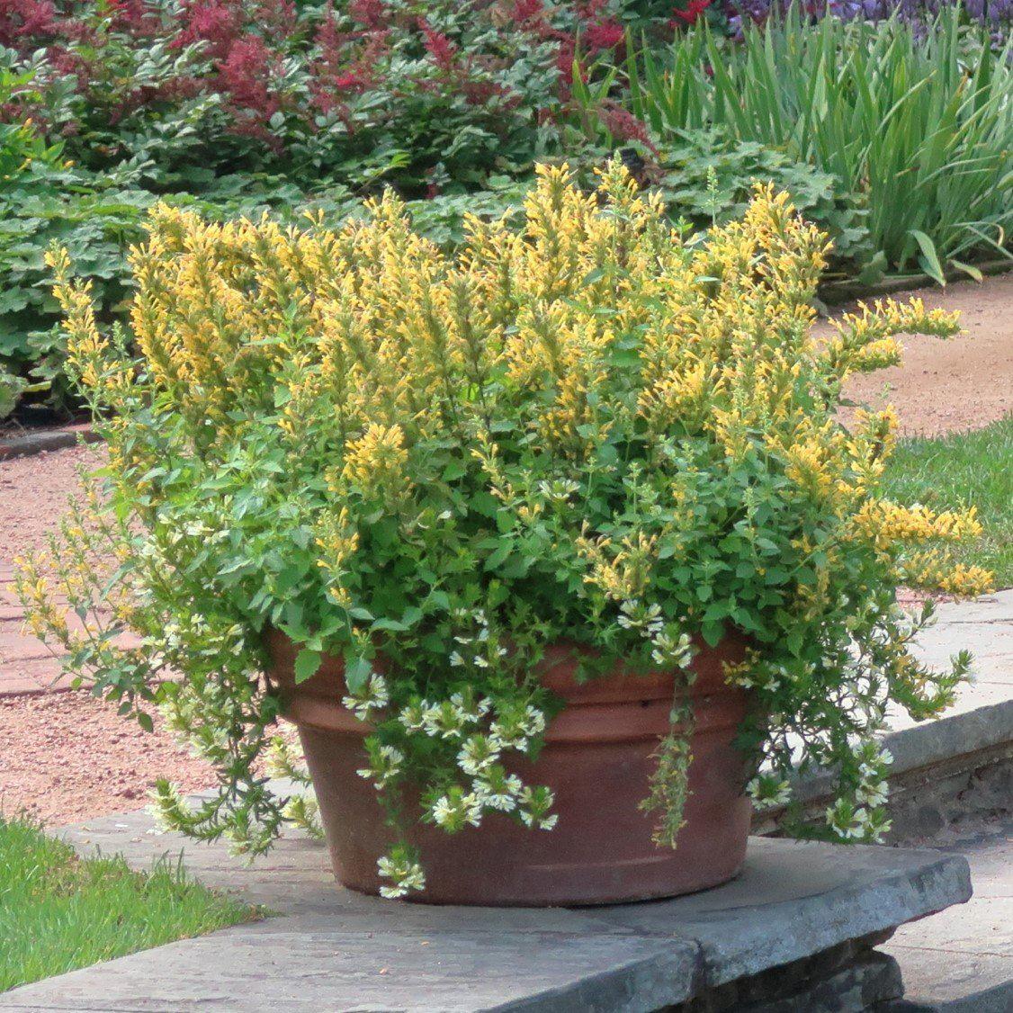 Agastache ‘Kudos Yellow’ ~ Kudos™ Yellow Hummingbird Mint, Hyssop - Delivered By ServeScape