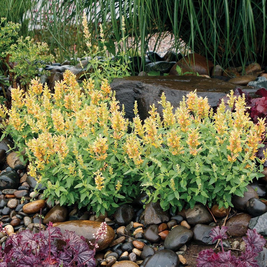 Agastache 'TNAGAPBY' ~ Poquito™ Butter Yellow Hyssop-ServeScape