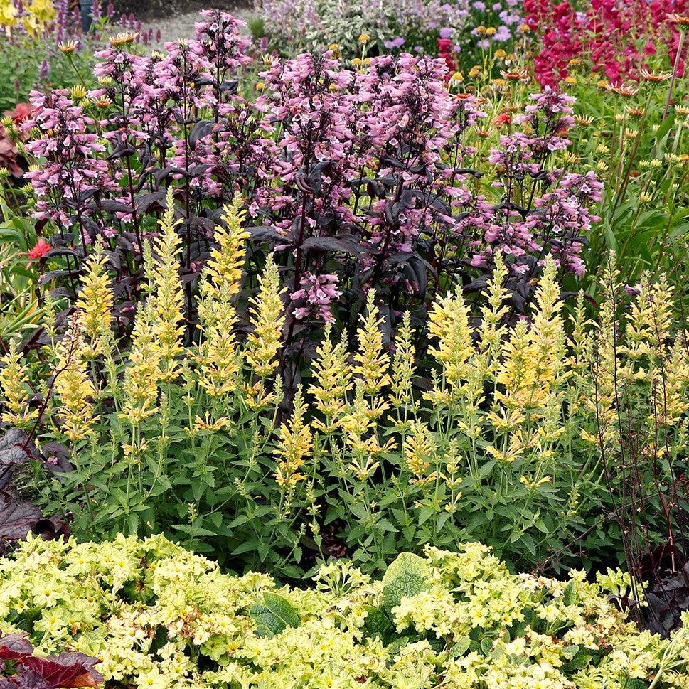 Agastache 'TNAGAPBY' ~ Poquito™ Butter Yellow Hyssop-ServeScape