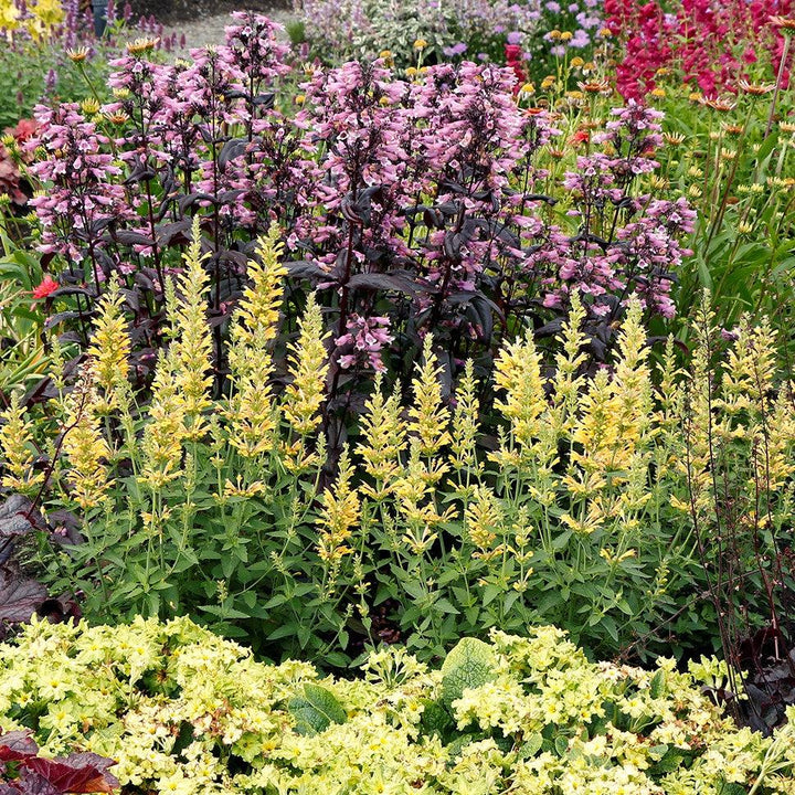 Agastache 'TNAGAPBY' ~ Poquito™ Butter Yellow Hyssop-ServeScape