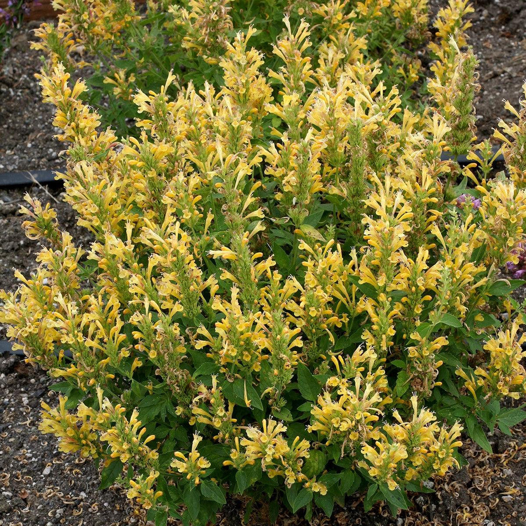 Agastache 'TNAGAPBY' ~ Poquito™ Butter Yellow Hyssop-ServeScape