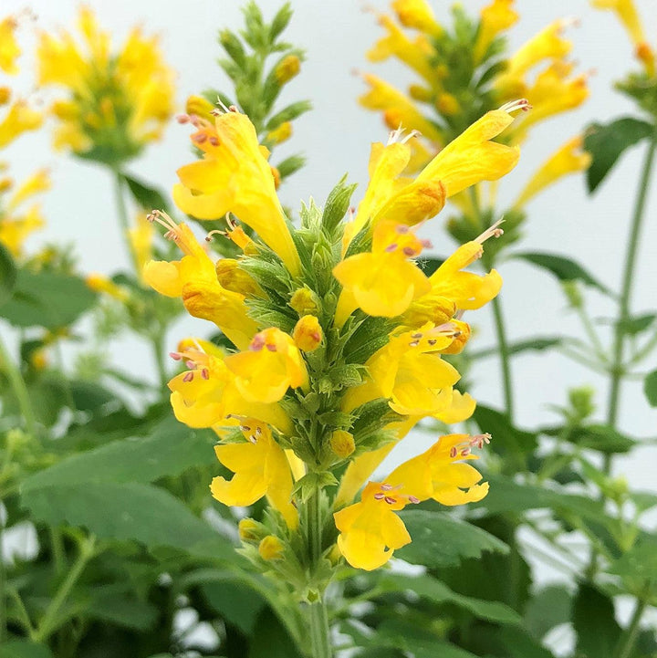 Agastache 'TNAGAPBY' ~ Poquito™ Butter Yellow Hyssop-ServeScape