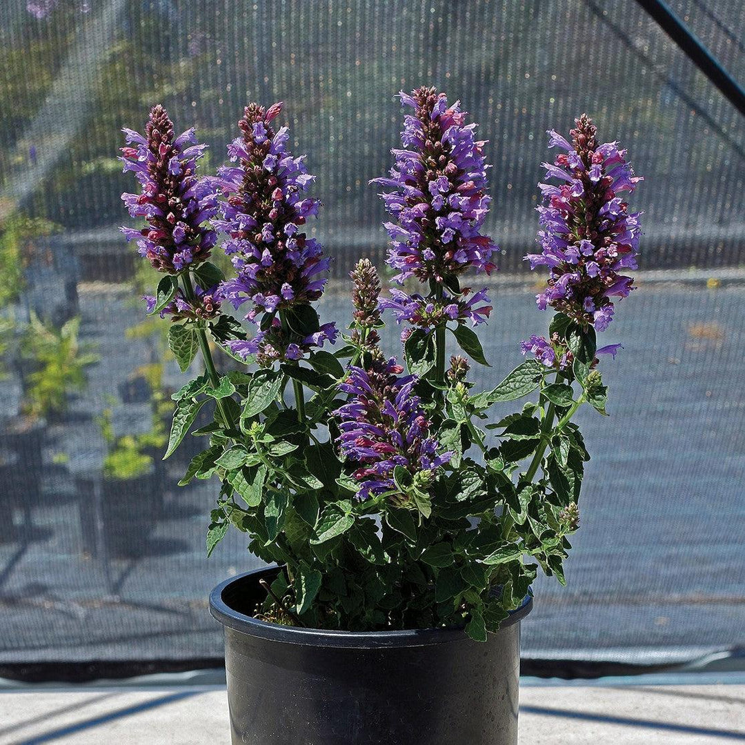 Agastache 'TNAGAPDB’ ~ Poquito™ Dark Blue Hyssop-ServeScape