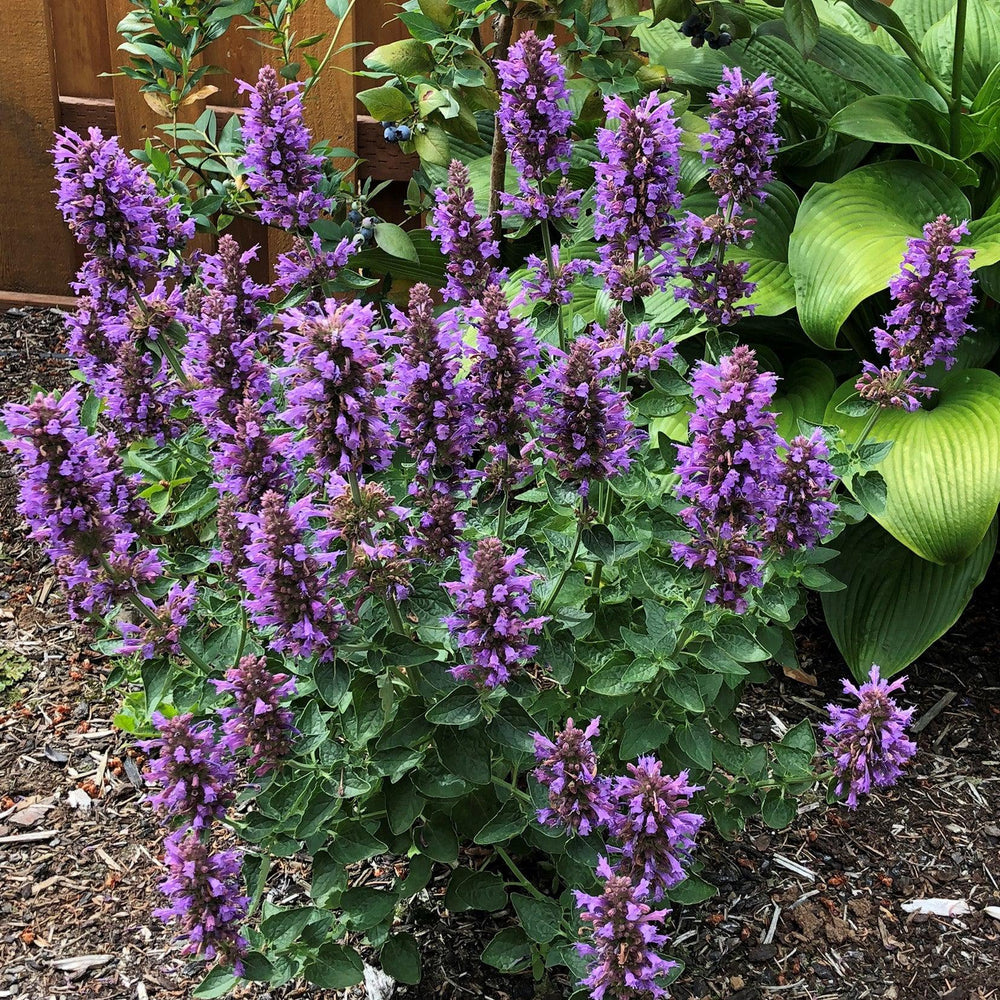 Agastache 'TNAGAPDB’ ~ Poquito™ Dark Blue Hyssop-ServeScape
