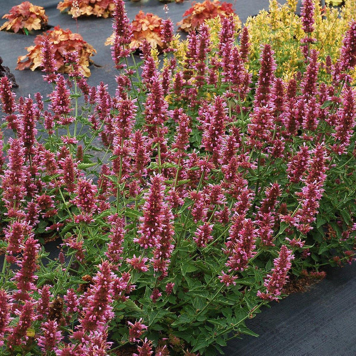Agastache 'TNAGAPL' ~ Poquito™ Lavender Hyssop-ServeScape
