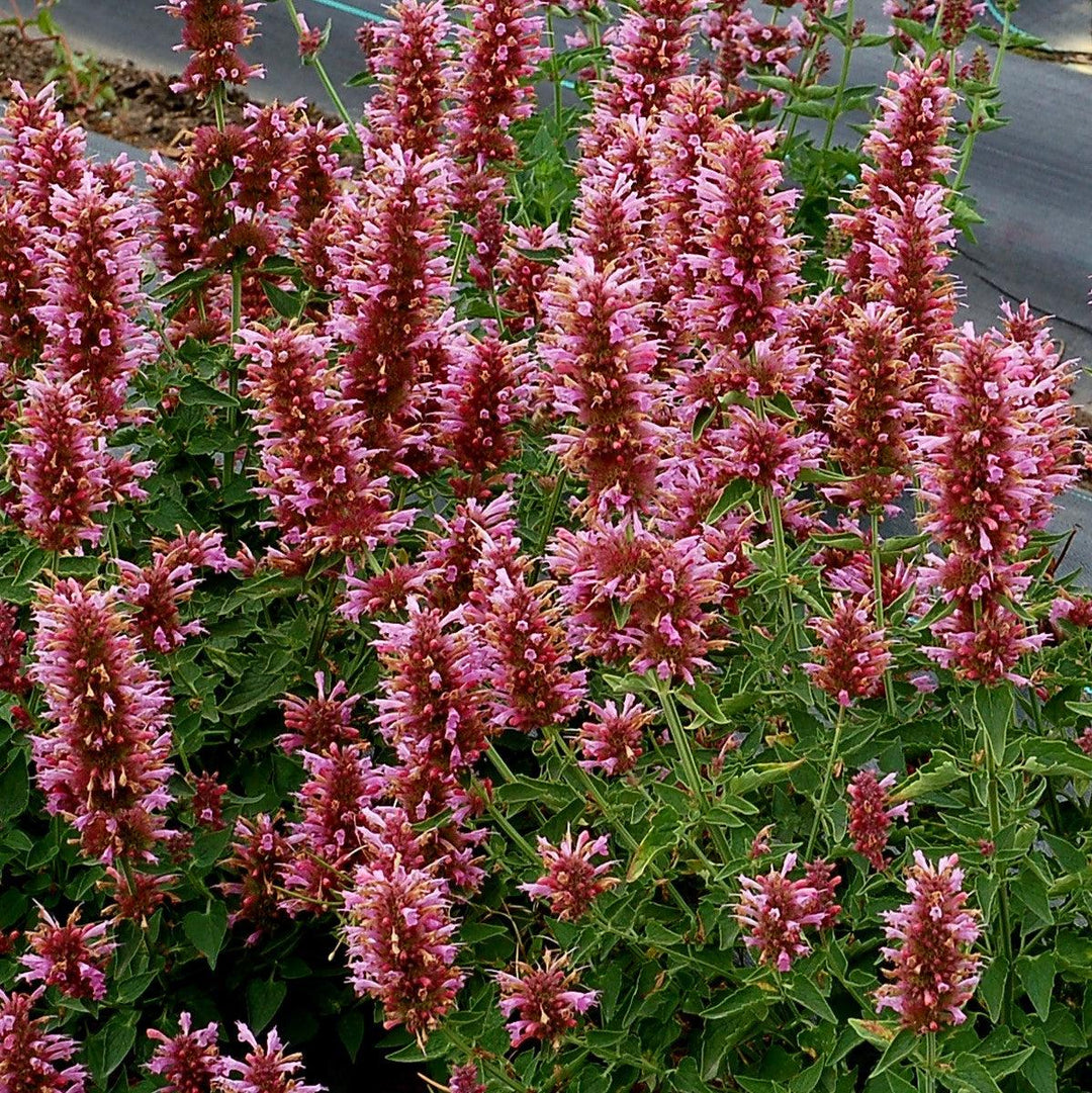 Agastache 'TNAGAPL' ~ Poquito™ Lavender Hyssop-ServeScape