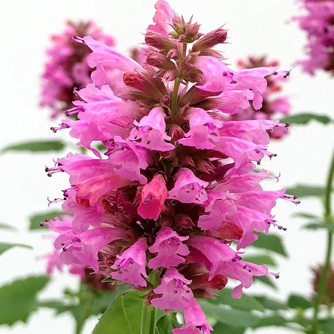 Agastache 'TNAGAPL' ~ Poquito™ Lavender Hyssop-ServeScape