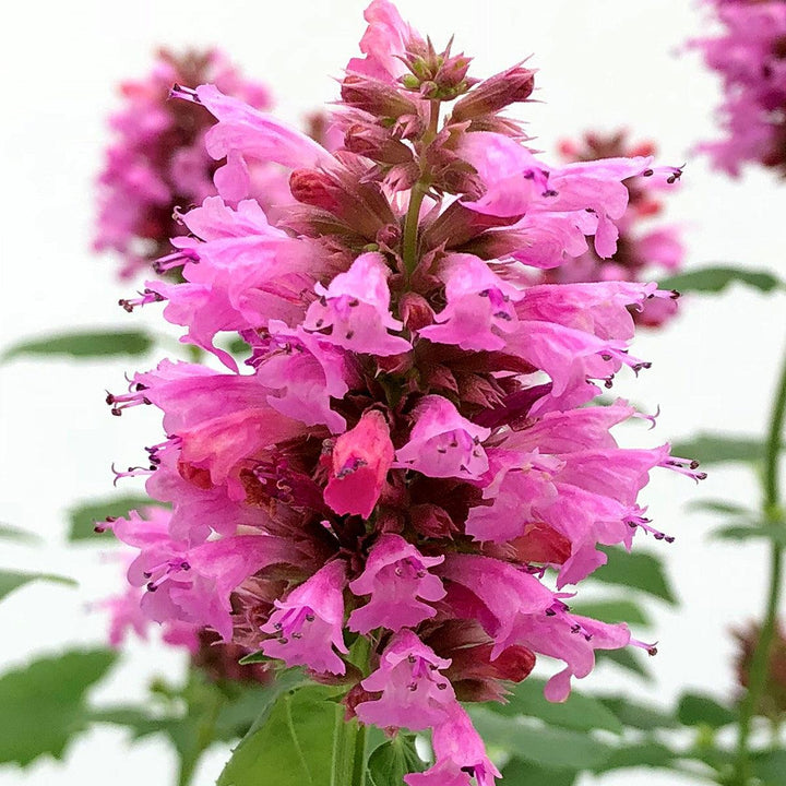 Agastache 'TNAGAPL' ~ Poquito™ Lavender Hyssop-ServeScape