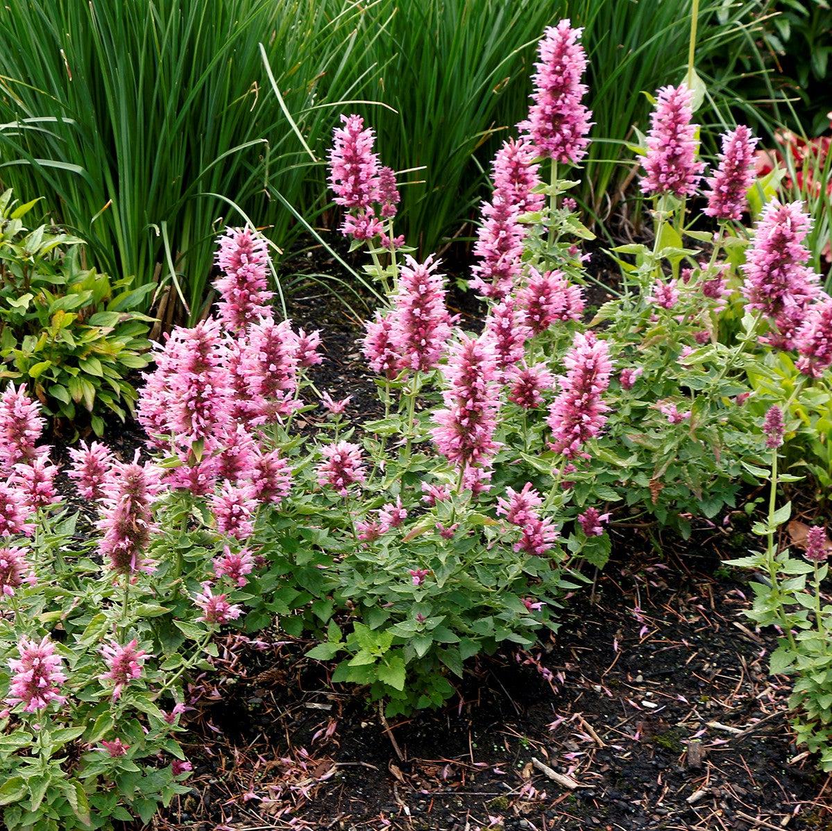 Agastache 'TNAGAPL' ~ Poquito™ Lavender Hyssop-ServeScape