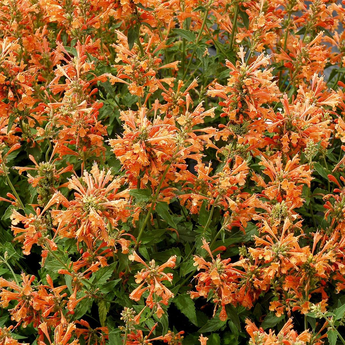 Agastache 'TNAGAPO' ~ Poquito™ Orange Hyssop-ServeScape