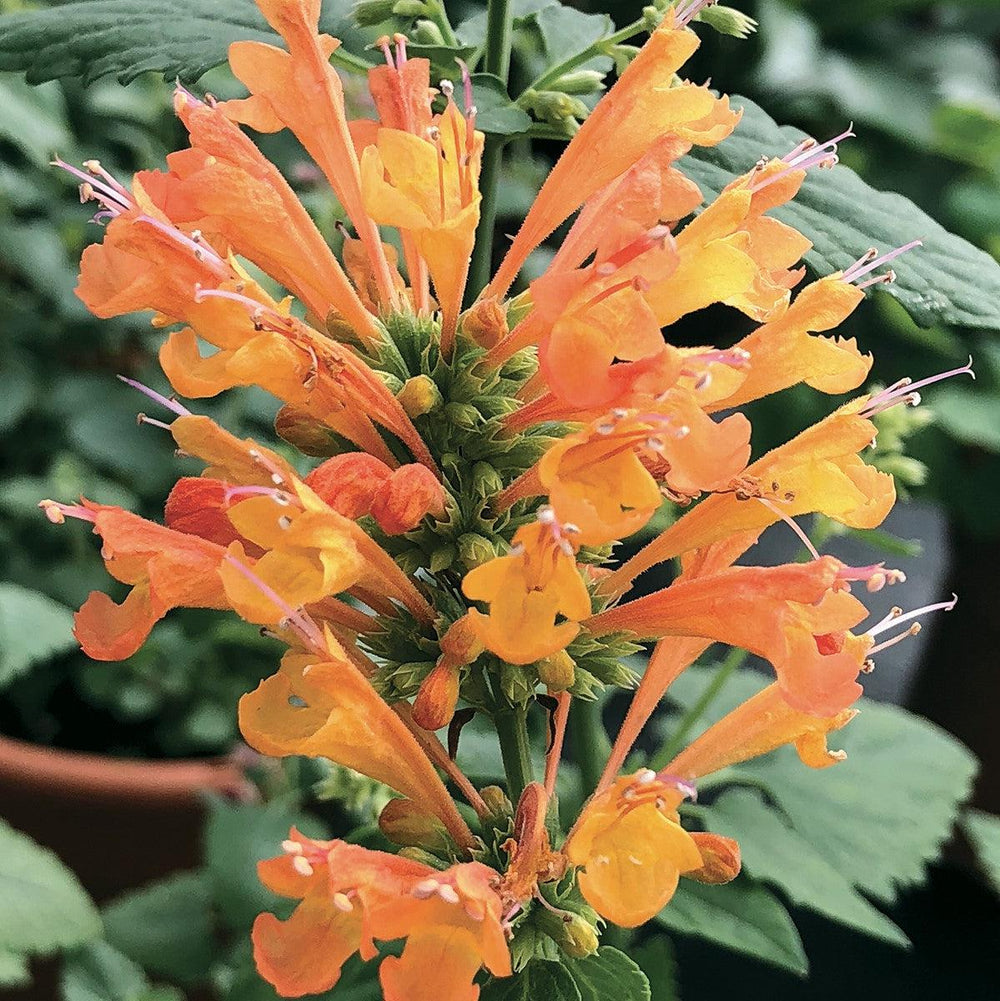 Agastache 'TNAGAPO' ~ Poquito™ Orange Hyssop-ServeScape