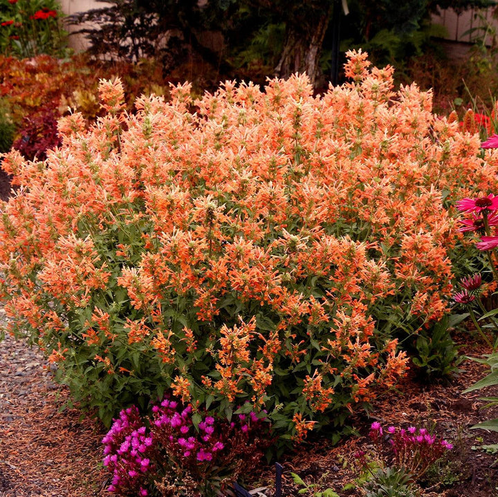Agastache 'TNAGAPO' ~ Poquito™ Orange Hyssop-ServeScape
