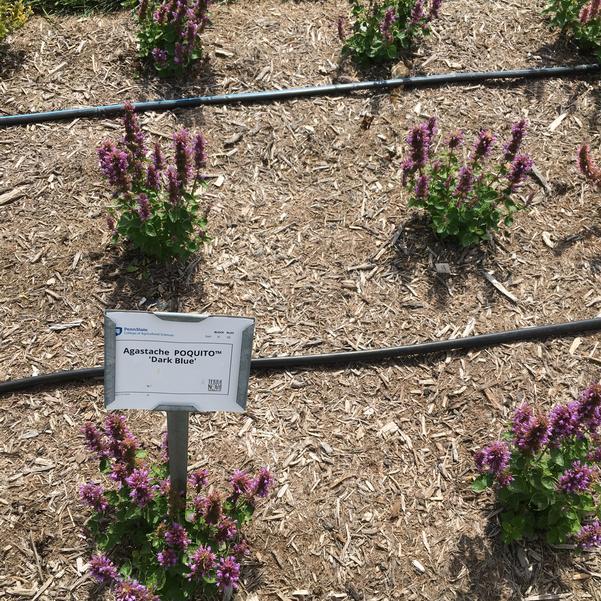 Agastache 'TNAGAPDB’ ~  Poquito™ Dark Blue Hyssop - Delivered By ServeScape
