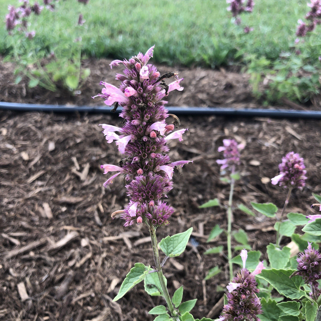 Agastache 'TNAGAPL' ~ Poquito™ Lavender Hyssop - Delivered By ServeScape