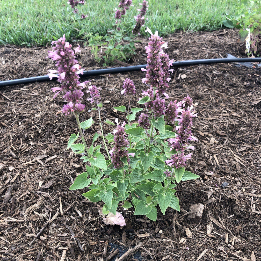 Agastache 'TNAGAPL' ~ Poquito™ Lavender Hyssop - Delivered By ServeScape