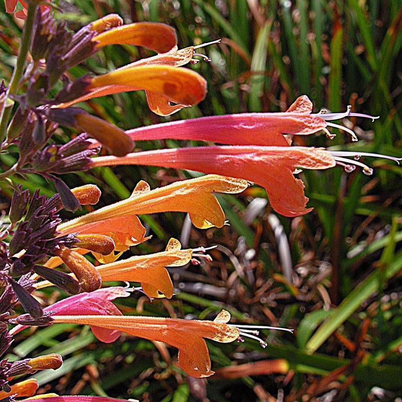 Agastache aurantiaca 'Tango' ~ Tango Hummingbird Mint, Hyssop - Delivered By ServeScape