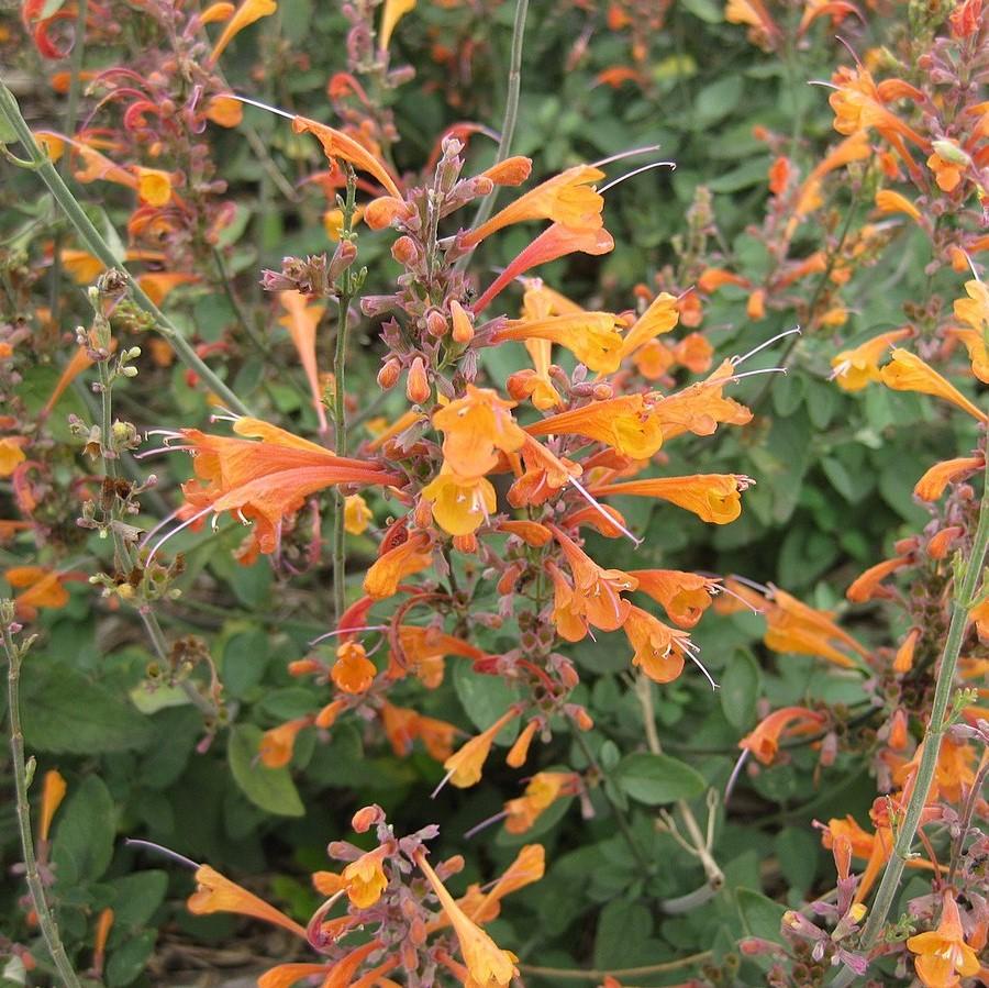 Agastache aurantiaca 'Tango' ~ Tango Hummingbird Mint, Hyssop-ServeScape