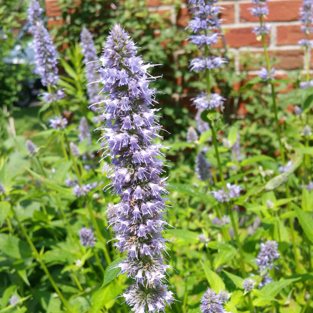 Agastache foeniculum 'Blue Fortune' ~ Blue Fortune Giant Hyssop-ServeScape