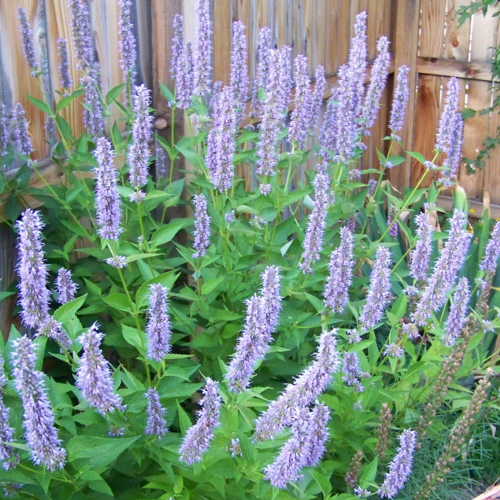 Agastache foeniculum 'Blue Fortune' ~ Blue Fortune Giant Hyssop-ServeScape