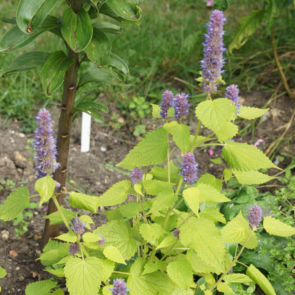 Agastache foeniculum 'Golden Jubilee' ~ Golden Jubilee Mexican Hyssop-ServeScape