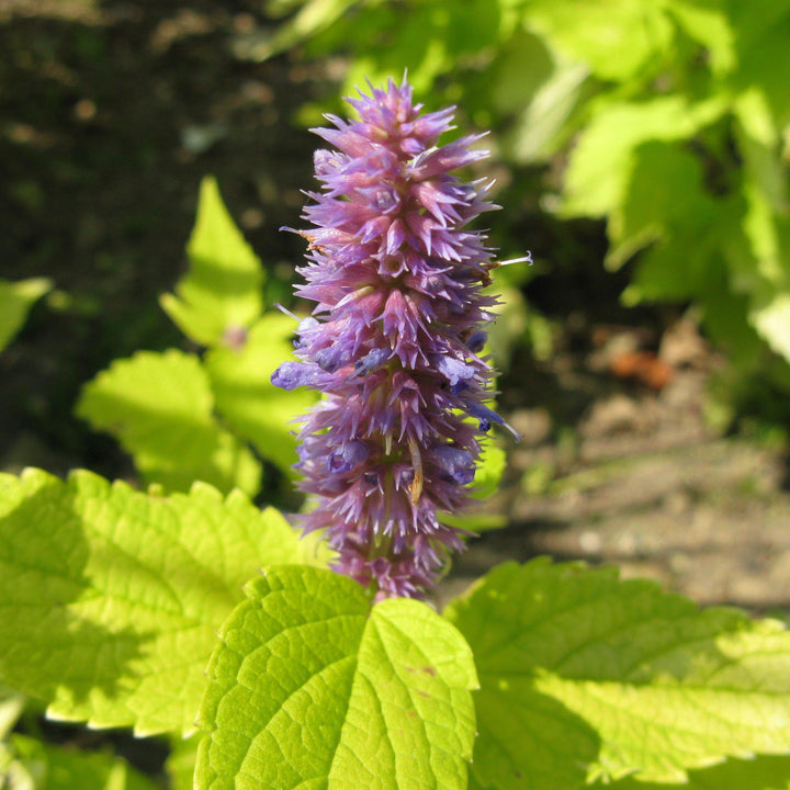 Agastache foeniculum 'Golden Jubilee' ~ Golden Jubilee Mexican Hyssop-ServeScape