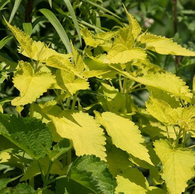 Agastache foeniculum 'Golden Jubilee' ~ Golden Jubilee Mexican Hyssop-ServeScape