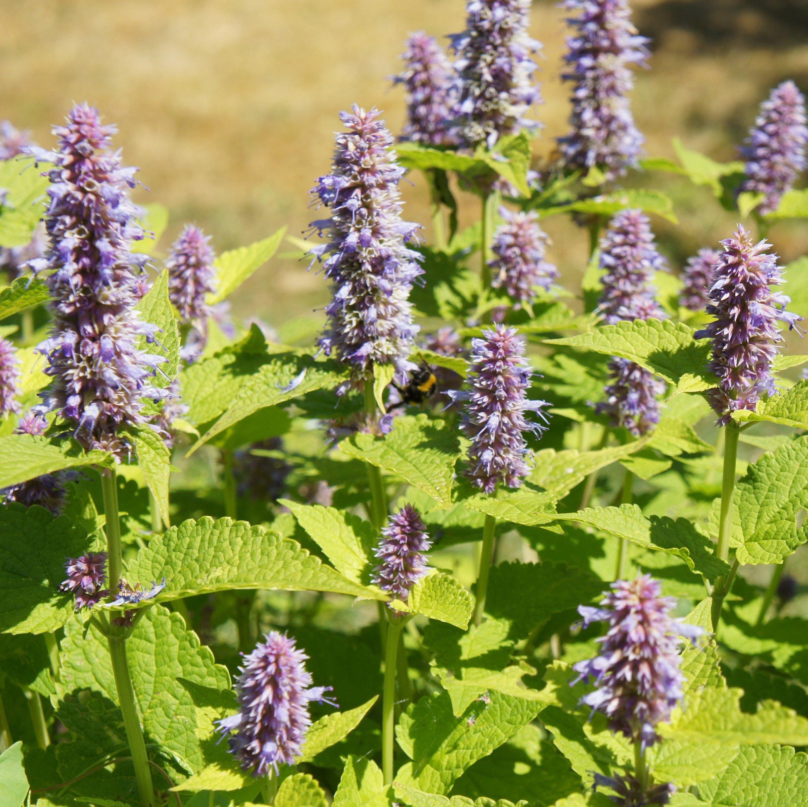 Agastache foeniculum 'Golden Jubilee' ~ Golden Jubilee Mexican Hyssop-ServeScape
