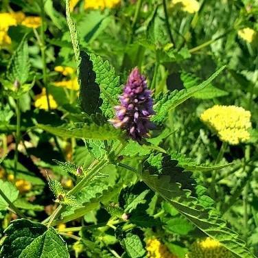 Agastache Rugosa 'Little Adder' ~ Little Adder Hyssop - Delivered By ServeScape