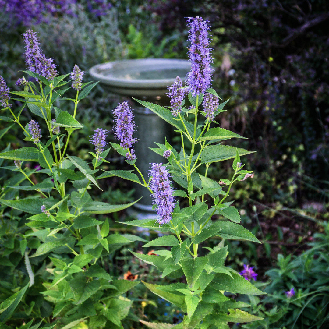 Agastache x 'Black Adder' ~ Black Adder Giant Hyssop - Delivered By ServeScape