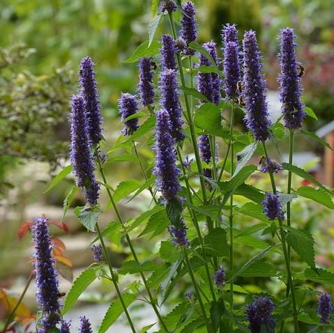Agastache x 'Black Adder' ~ Black Adder Giant Hyssop-ServeScape