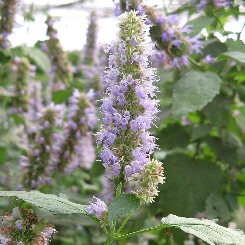 Agastache foeniculum ~ Anise Purple Hyssop-ServeScape