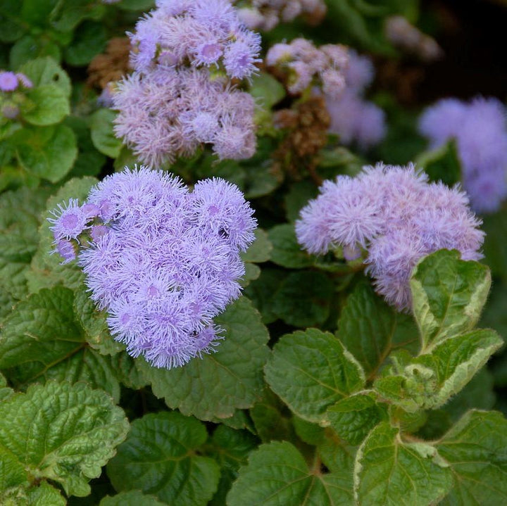 ageratum houstonianum 'Aloha Blue' ~ Aloha Blue Floss Flower-ServeScape