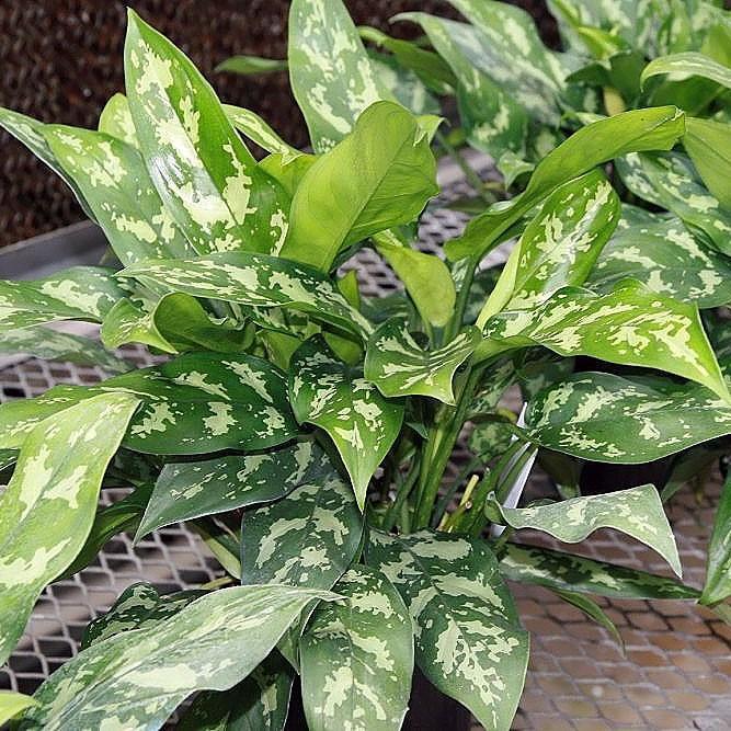 Aglaonema 'Maria' ~ Maria Chinese Evergreen-ServeScape