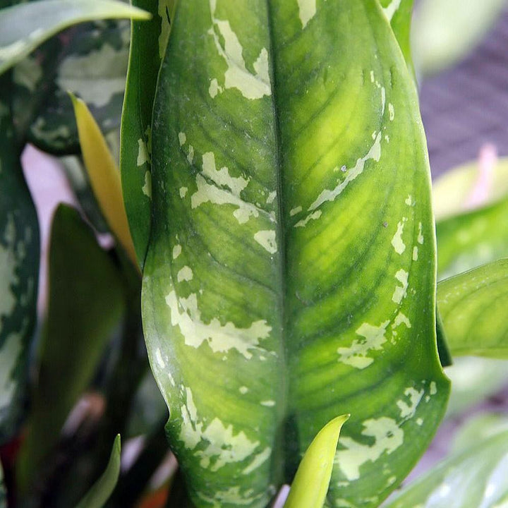 Aglaonema 'Maria' ~ Maria Chinese Evergreen-ServeScape